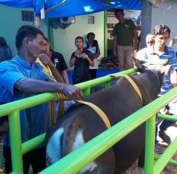 Penyembelihan Hewan Qurban di RSUD Taman Husada Bontang
