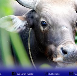 Penyembelihan Hewan Qurban di RSUD Taman Husada Bontang